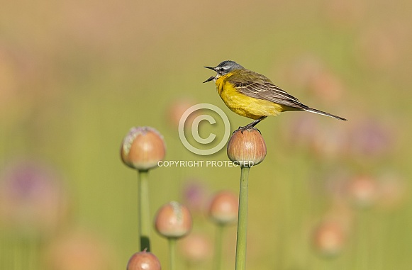 Yellow Wagtail bird