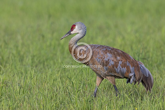 Sandhill Crane in Fairbanks Alaska During Summer