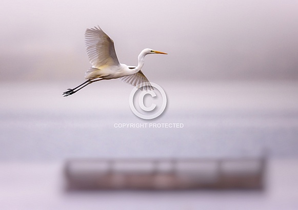Great white egret