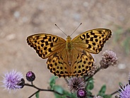 Silver-washed fritillary, female