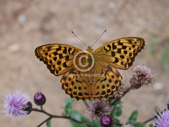 Silver-washed fritillary, female