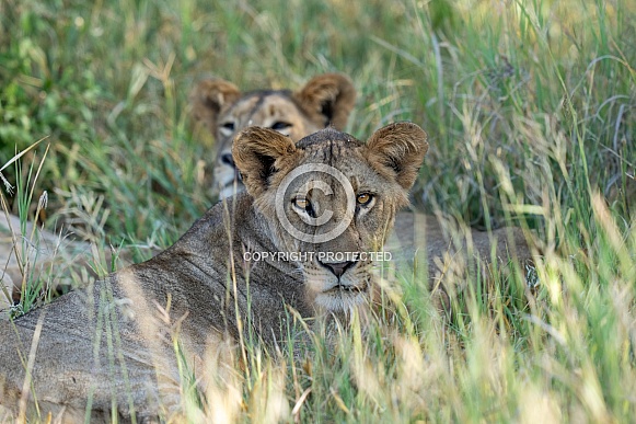 Lioness resting in the grass