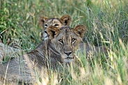 Lioness resting in the grass