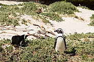 Penguin on the beach