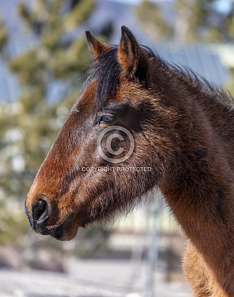 Close up profile of a Nevada wild horse