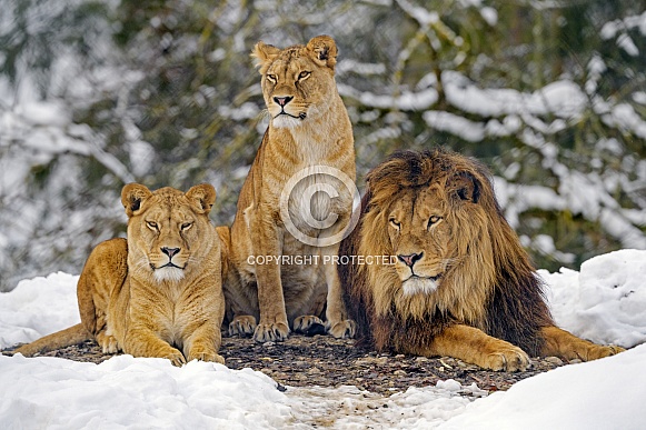 Lion Family Lion Family
