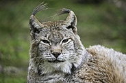 Eurasian Lynx