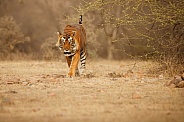 Beautiful tiger in the nature habitat. Tiger pose in amazing light. Wildlife scene with wild animal. Indian wildlife. Indian tiger. Panthera tigris tigris.