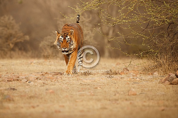 Beautiful tiger in the nature habitat. Tiger pose in amazing light. Wildlife scene with wild animal. Indian wildlife. Indian tiger. Panthera tigris tigris.