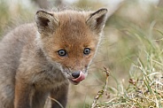 Red fox cubs
