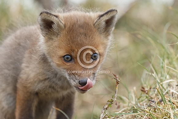 Red fox cubs Red fox cubs