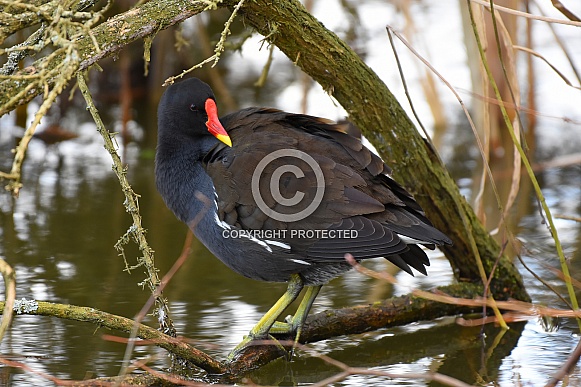 Moorhen