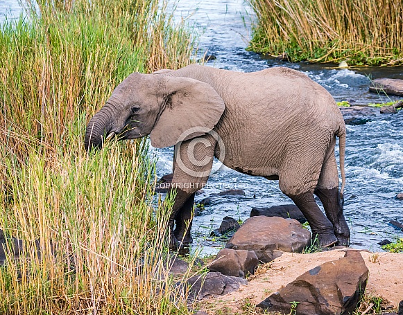 African Elephant (wild)