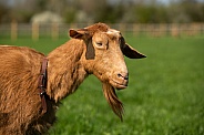 Golden Guernsey Goat
