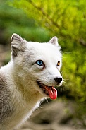 Odd eyed polar fox