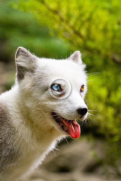 Odd eyed polar fox