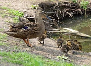 Mallard Duck & Ducklings