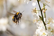 Bee