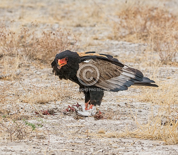 Bateleur Eagle Bateleur Eagle