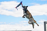 Belgian Malinois catching a toy while dock diving
