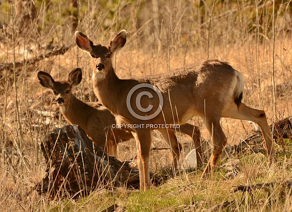 Mule Deer Doe & Fawn Mule Deer Doe & Fawn