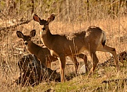 Mule Deer Doe & Fawn