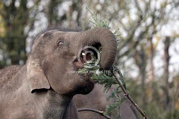 Asian Elephant (Elephas maximus)