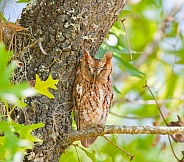 red eastern screech owl (Megascops Asio) perched on tree branch