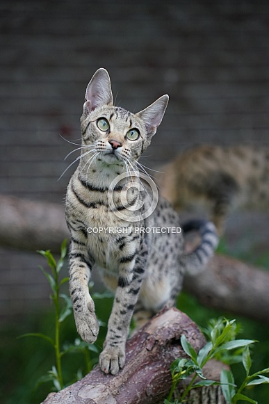 Savannah Cat