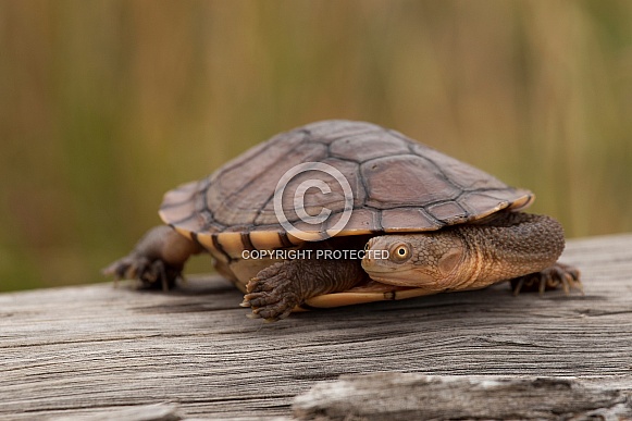 Eastern snake-necked turtle.