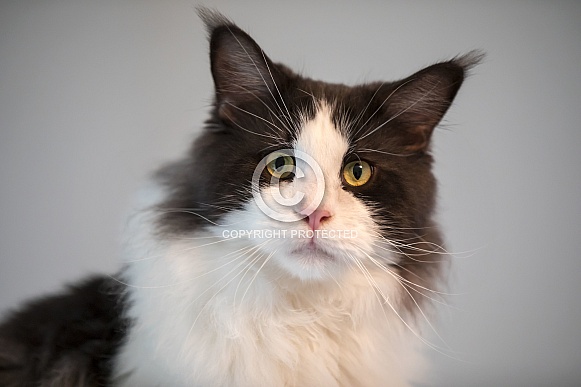 Maine Coon (Felis catus)