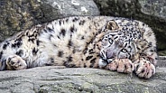 Snow leopard bored