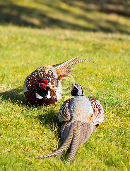 Fighting Pheasants