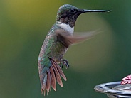 Ruby-throated Hummingbird