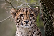 Young Cheetah (Acinonyx Jubatus)