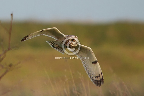 Short Eared Owl (Asio flammeus) Short Eared Owl (Asio flammeus)
