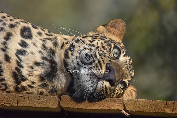 African leopard cub