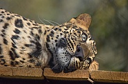 African leopard cub