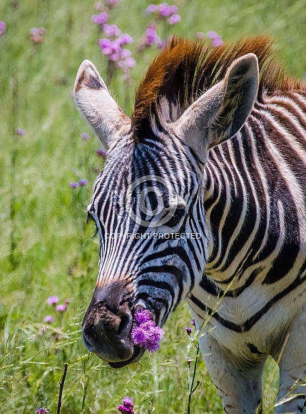 Burchell's Zebra Foal Burchell's Zebra Foal