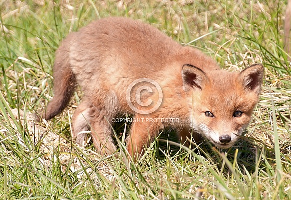 Red Fox