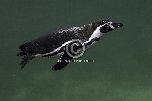 Humboldt Penguin Swimming Underwater Humboldt Penguin Swimming Underwater