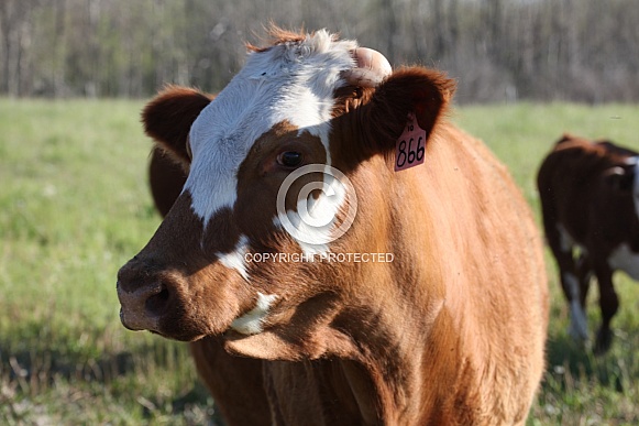 cow 2 cow 2