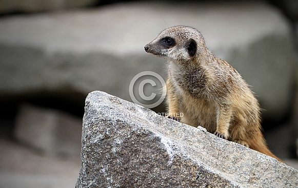 Meerkat 2