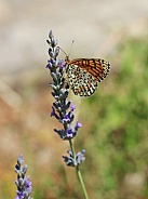 Orange Fritillary Butterfly