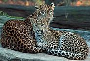 Sri Lankan leopard