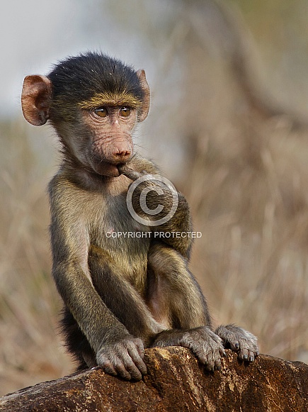 Baby Baboon