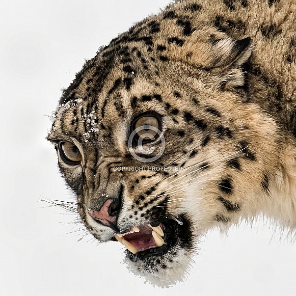 Snow Leopard Portrait