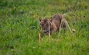 Tiger Cub