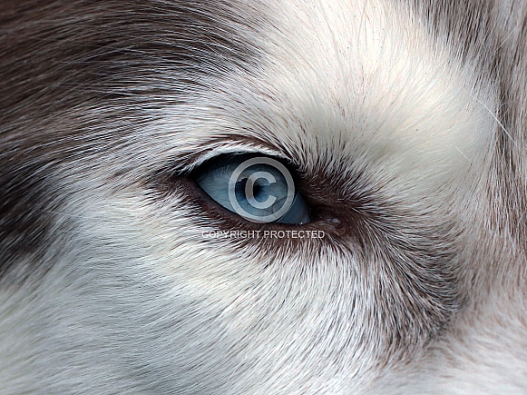 Husky Hound