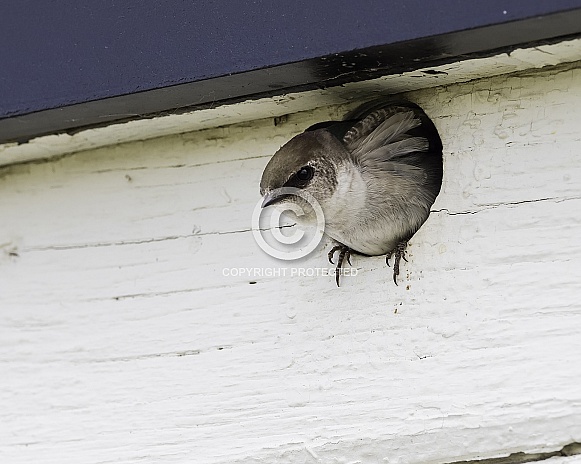 Violet-green Swallow
